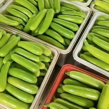 兰陵县精品西葫芦欢迎来产地考察参观