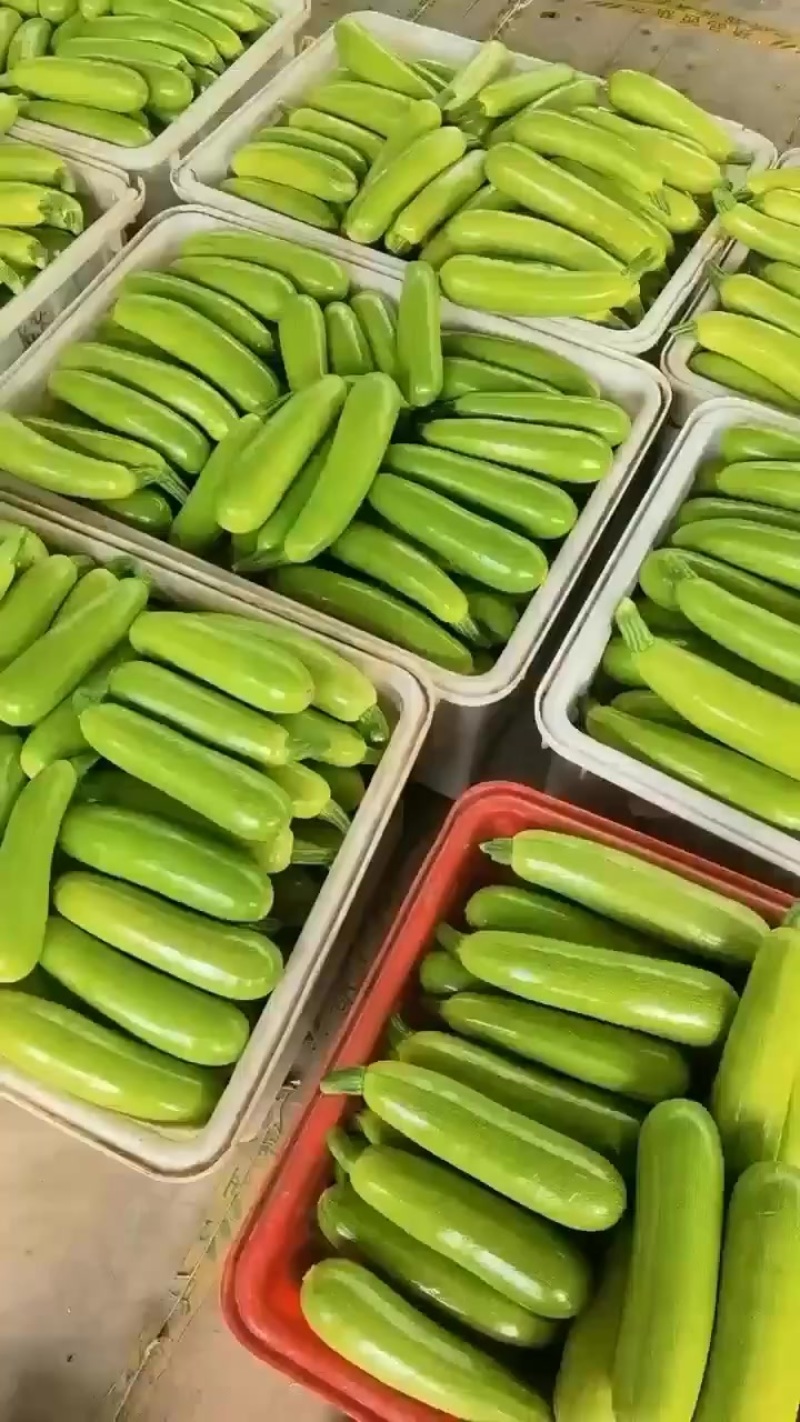 兰陵县精品西葫芦欢迎来产地考察参观