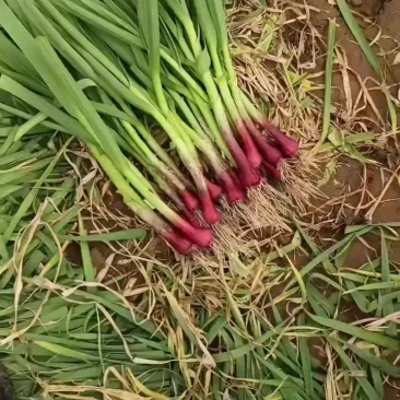 中牟精品红根蒜苗大量供货，产地一手货源，需要的客商联系我