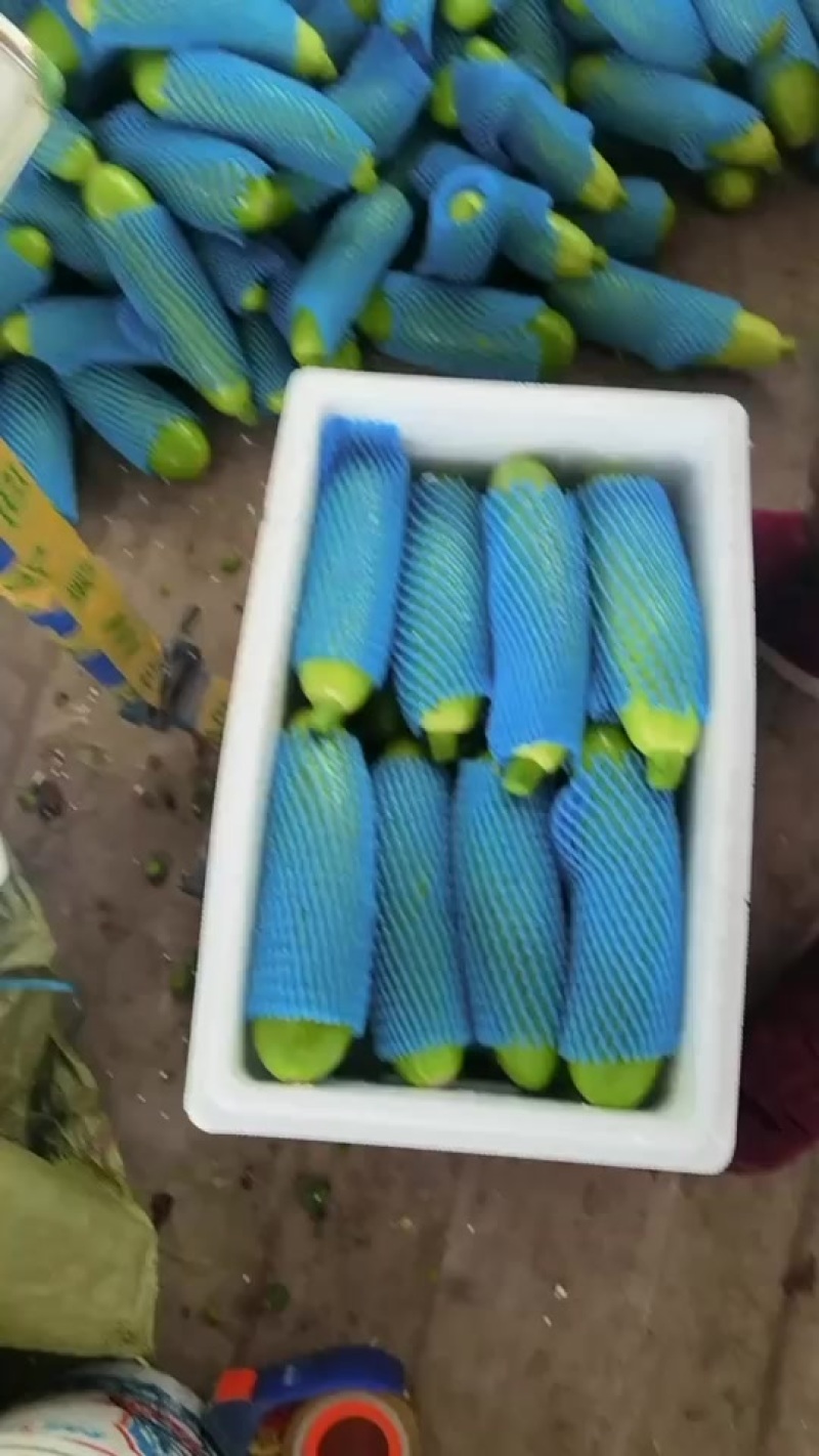 兰陵县精品西葫芦欢迎来产地考察参观