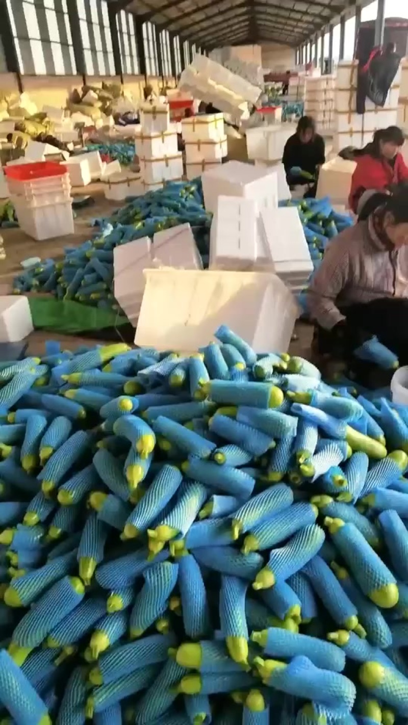 兰陵县精品西葫芦欢迎来产地考察参观