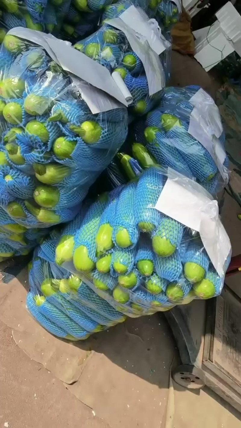 兰陵县精品西葫芦欢迎来产地考察参观