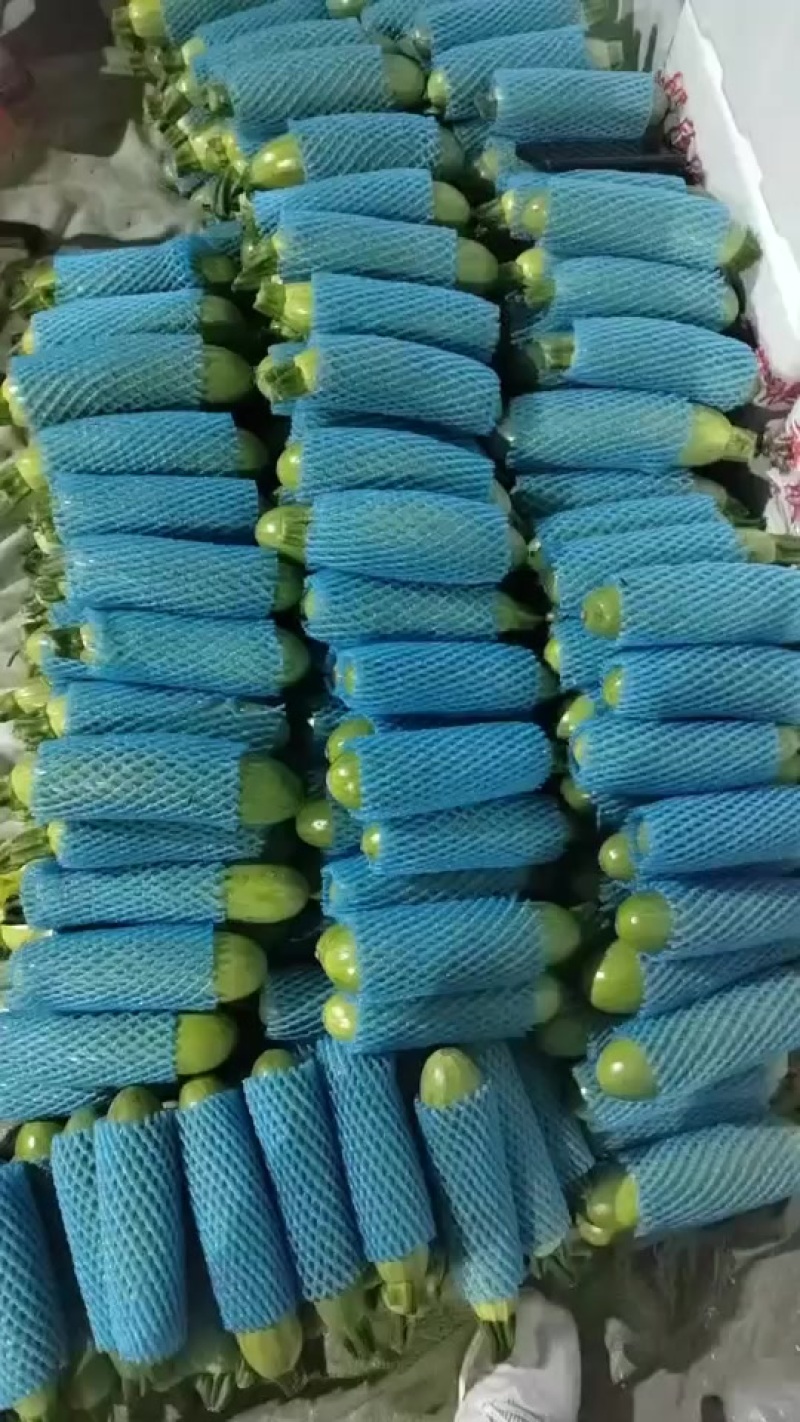 兰陵县精品西葫芦欢迎来产地考察参观