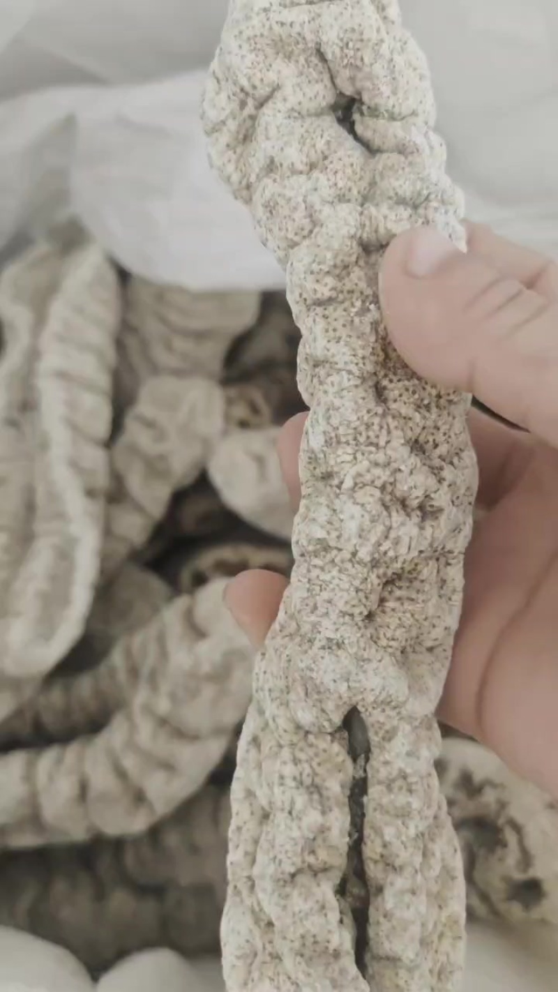 象牙参猪婆参白玉参