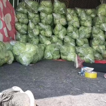 济宁金乡县，大棚甘蓝大量上市有一万多亩，欢迎新老客户前来