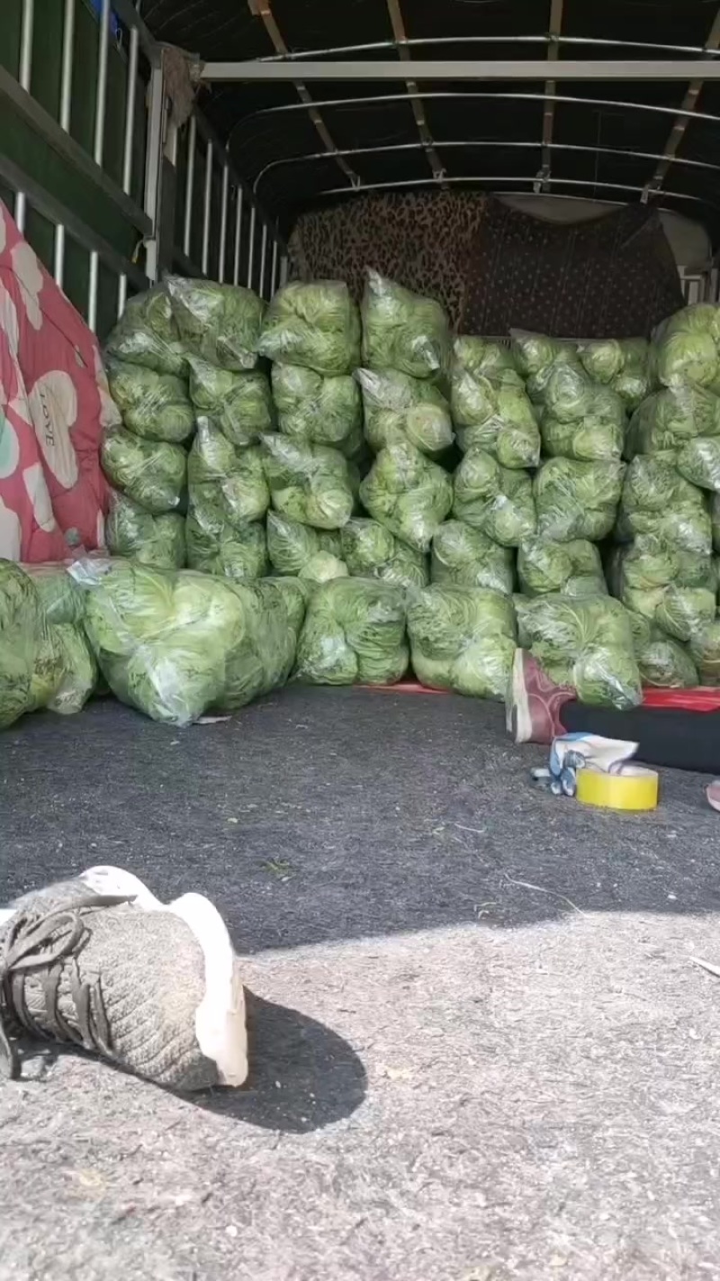 济宁金乡县，大棚甘蓝大量上市有一万多亩，欢迎新老客户前来