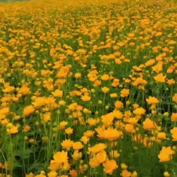 河北省围场县金莲花，金莲花苗