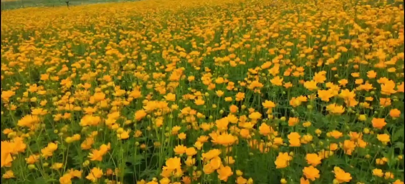 河北省围场县金莲花，金莲花苗