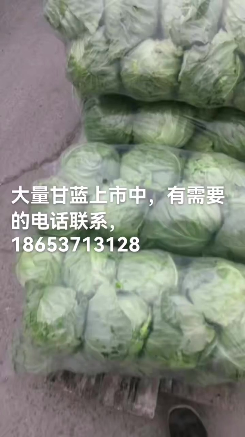 济宁金乡县，大棚甘蓝大量上市有一万多亩，欢迎新老客户前来