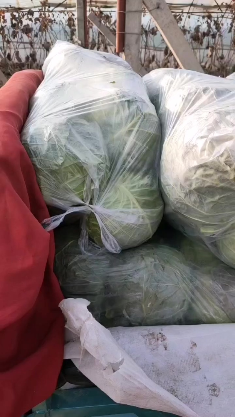 济宁金乡县，大棚甘蓝大量上市有一万多亩，欢迎新老客户前来