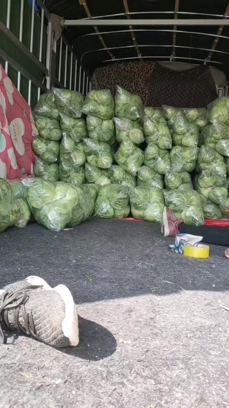 济宁金乡县，大棚甘蓝大量上市有一万多亩，欢迎新老客户前来