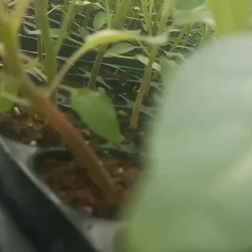 树番茄苗供应
