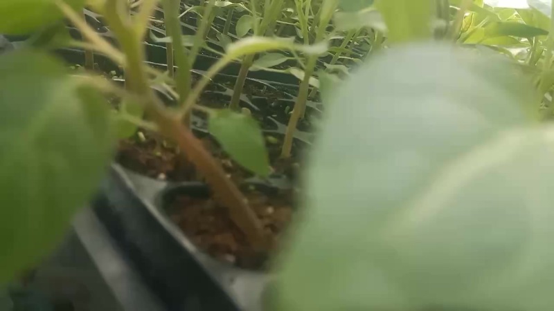 树番茄苗供应
