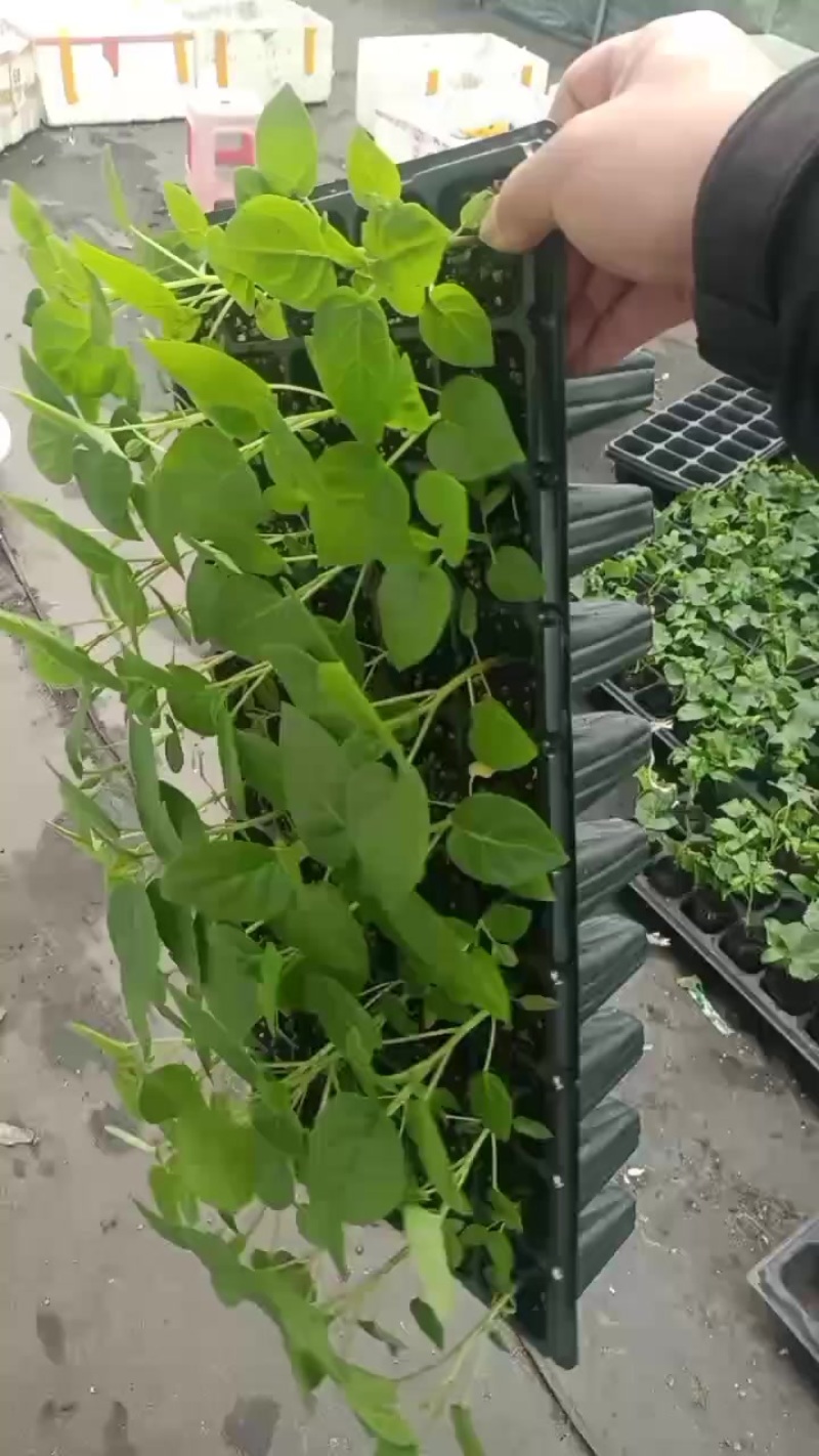 树番茄苗供应