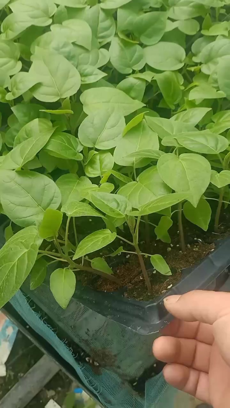 树番茄苗供应