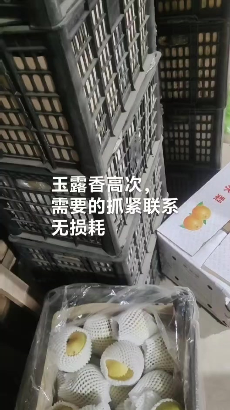 精品水晶鸭梨，20一箱，36斤