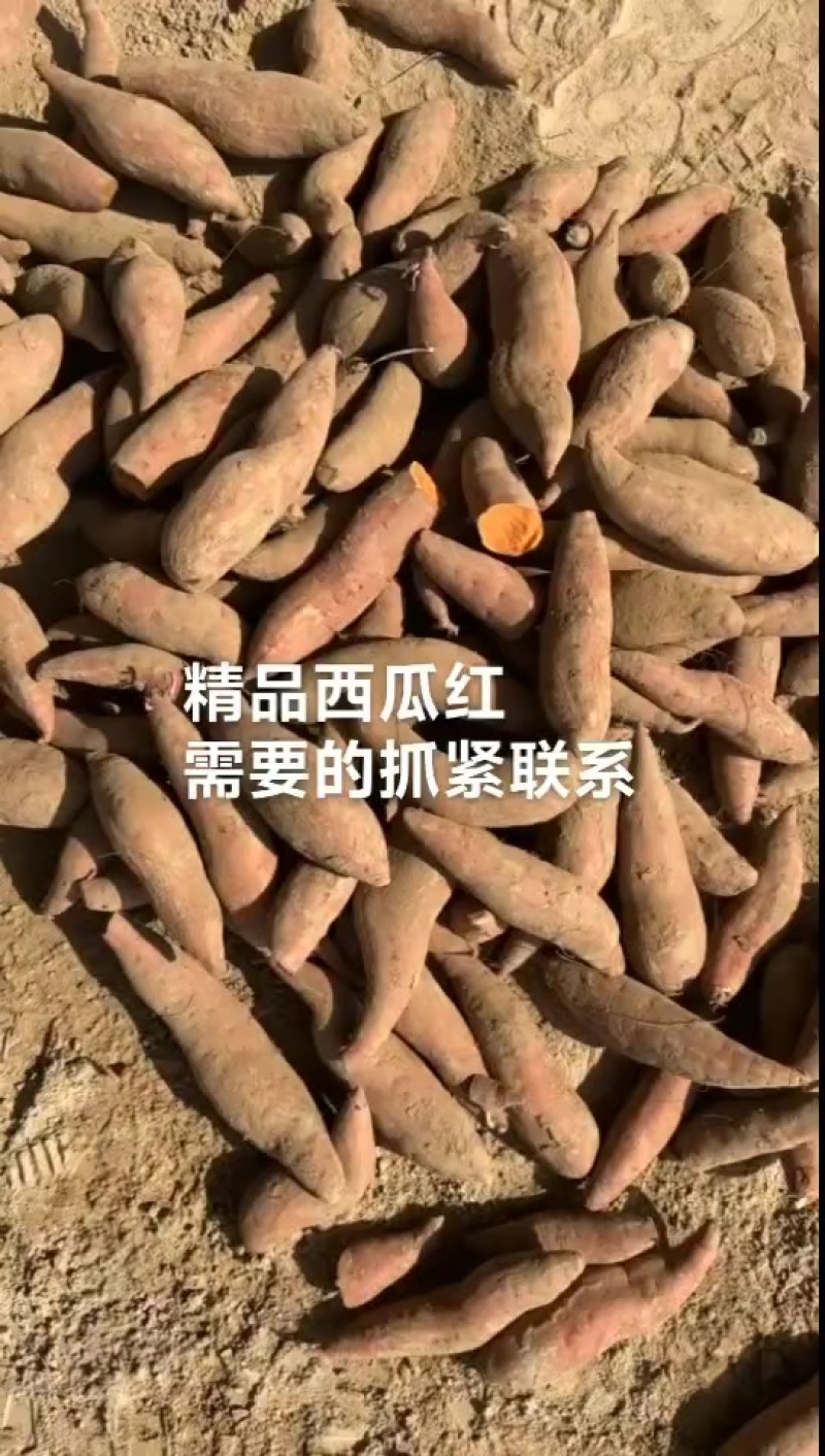 精品西瓜红，价格不高