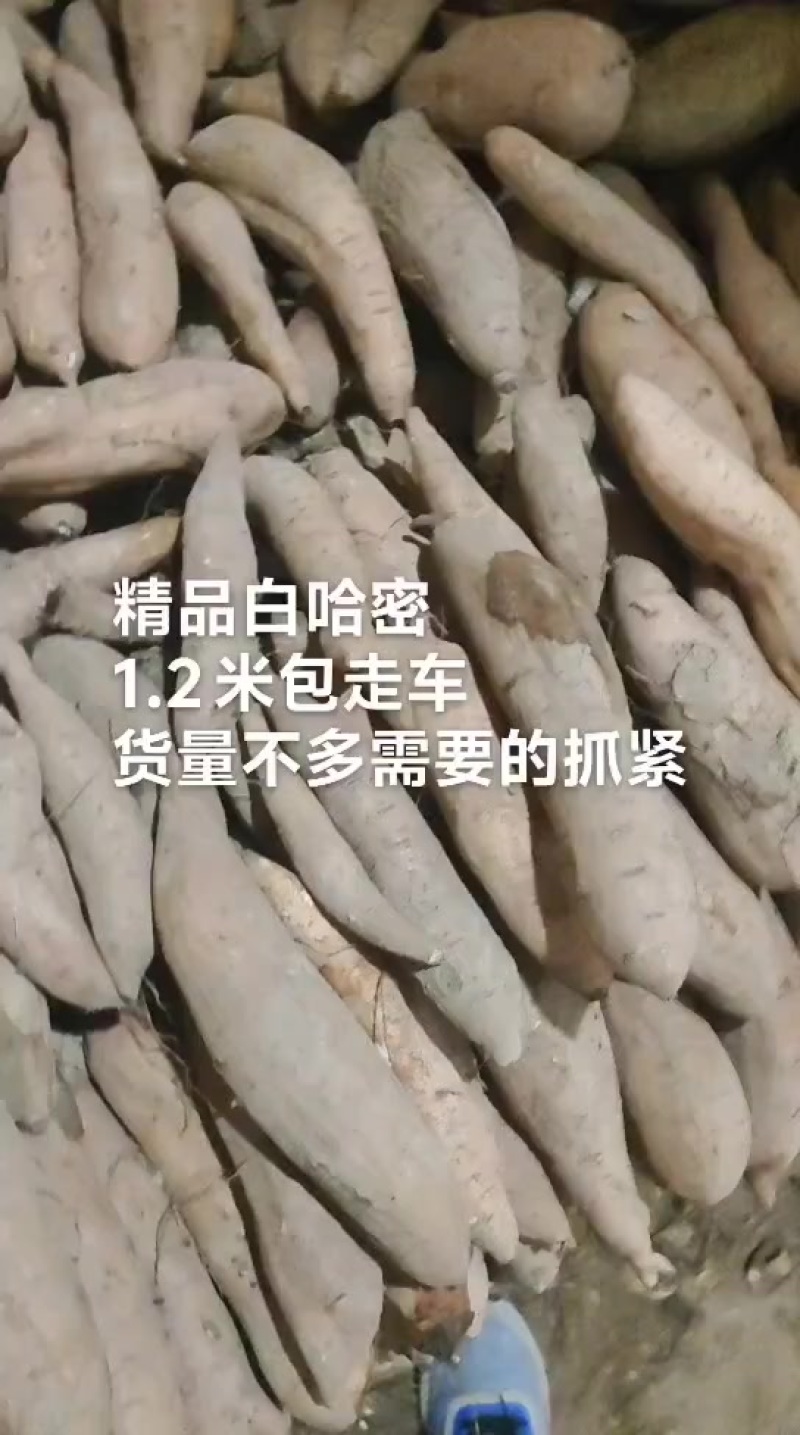 精品西瓜红，价格不高