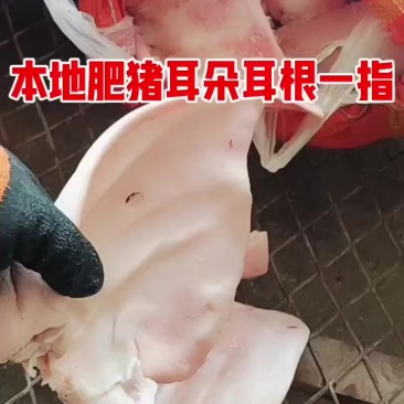 猪耳朵