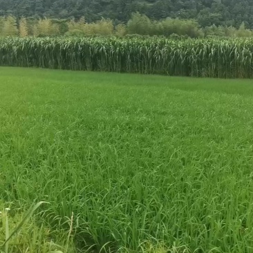 井冈山甘蔗草种节