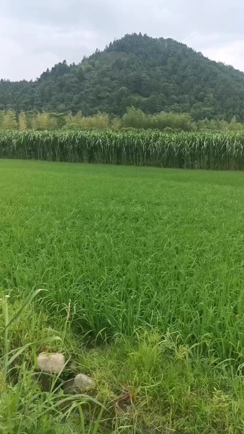 井冈山甘蔗草种节