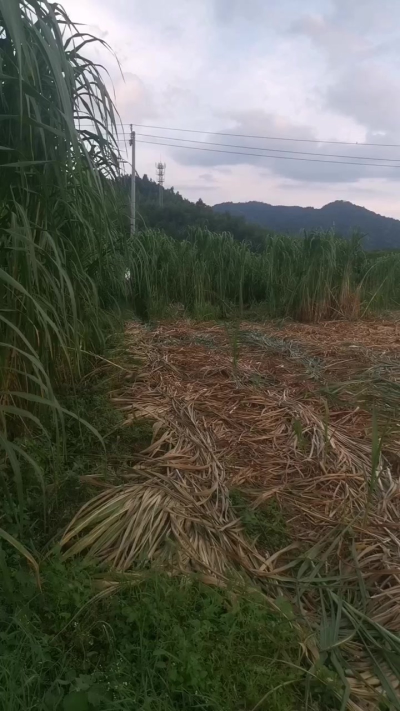 井冈山甘蔗草种节