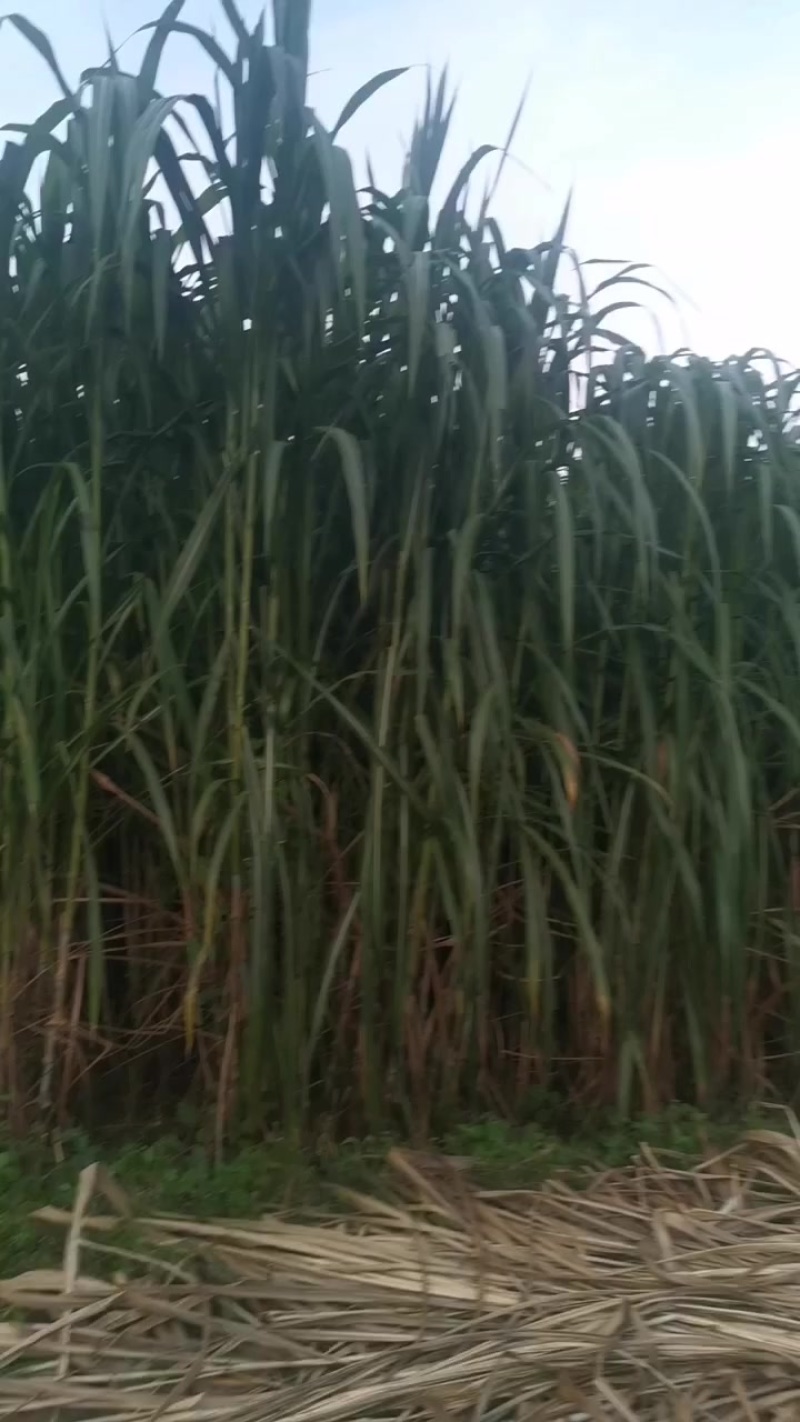 井冈山甘蔗草种节