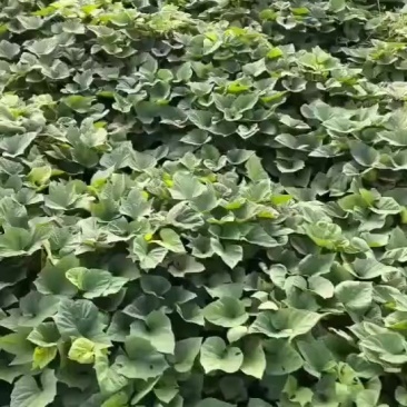 红薯种苗