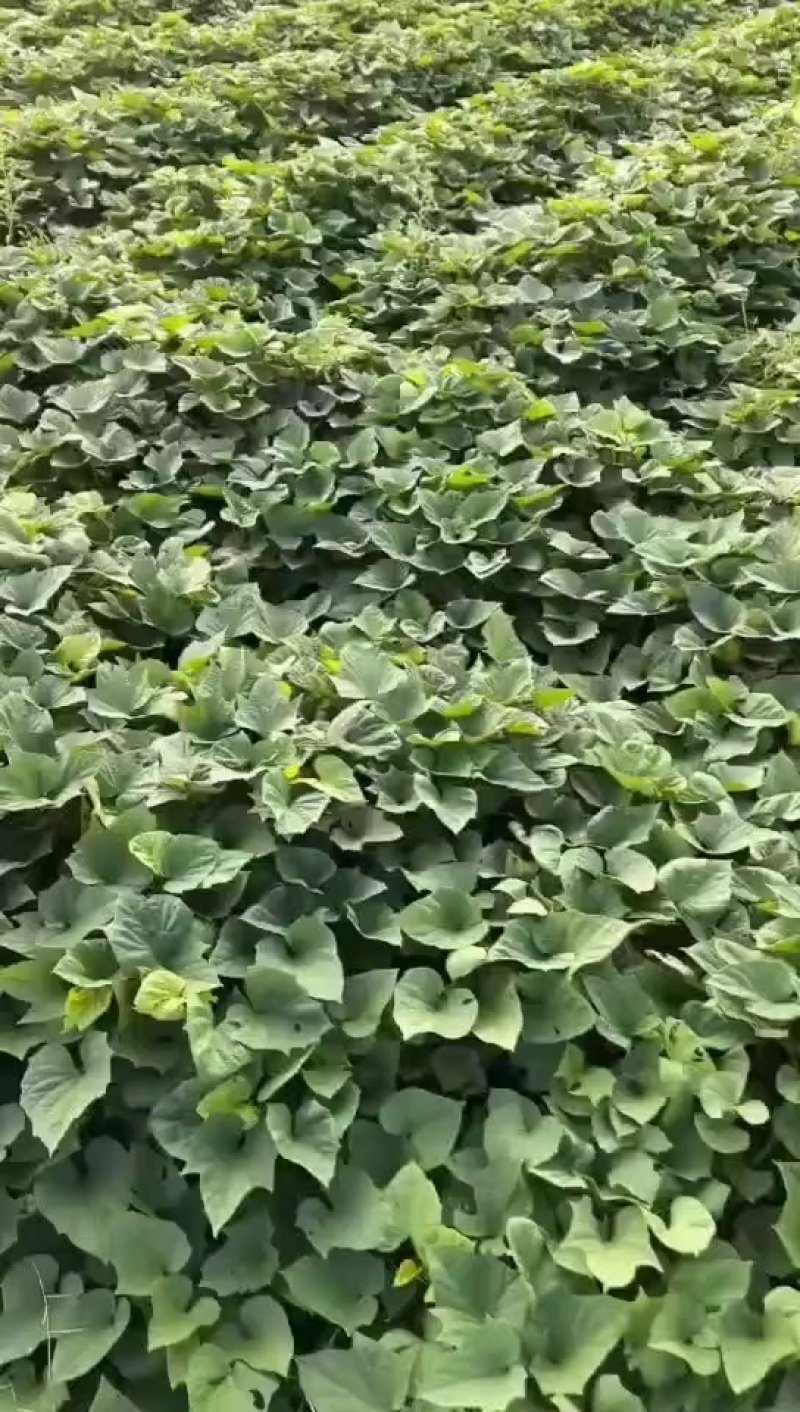 红薯种苗