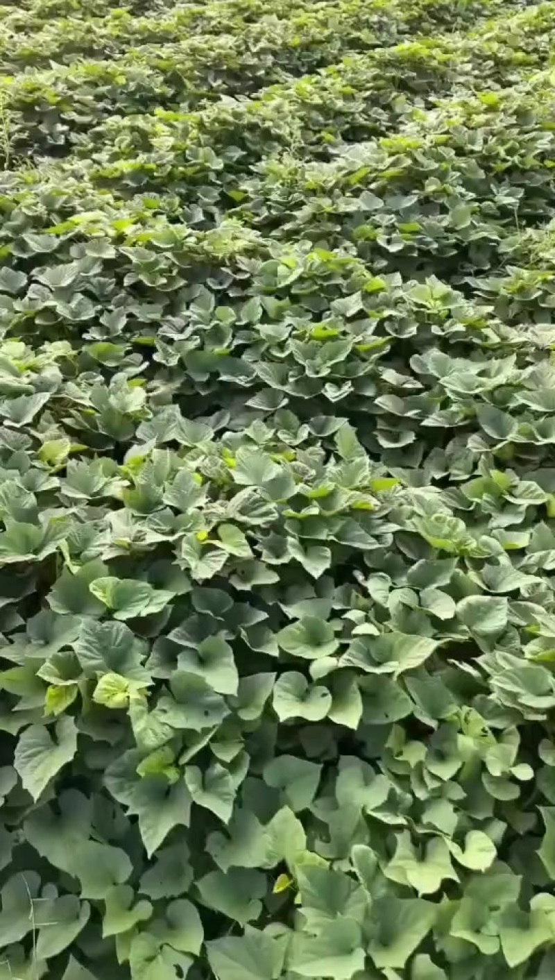 红薯种苗
