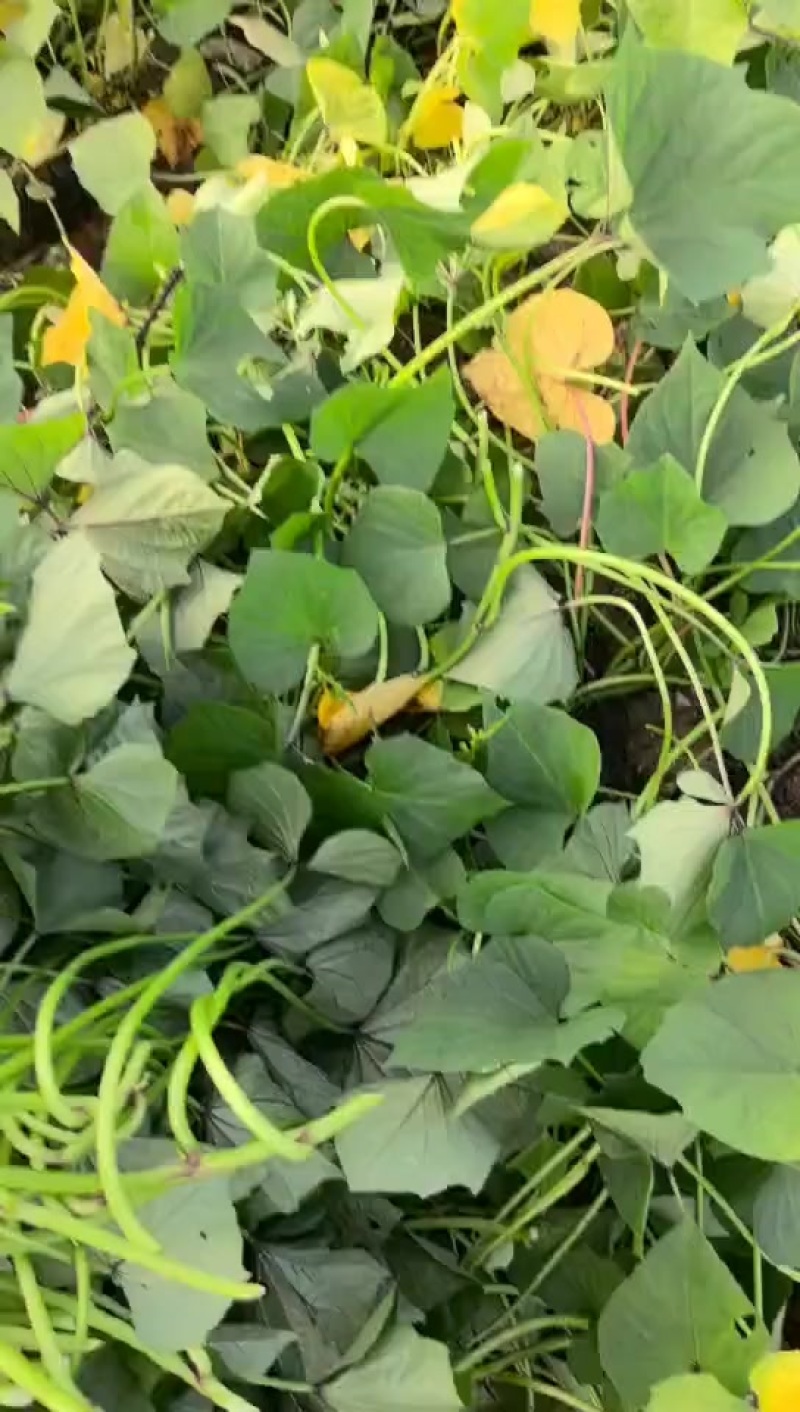 红薯种苗