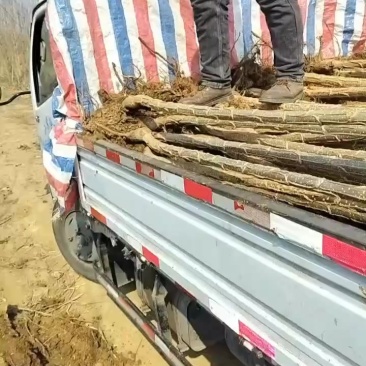 杨树苗3804、2025