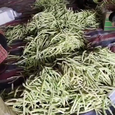 大量新品芸豆上市细长型欢迎各位老板前来选购