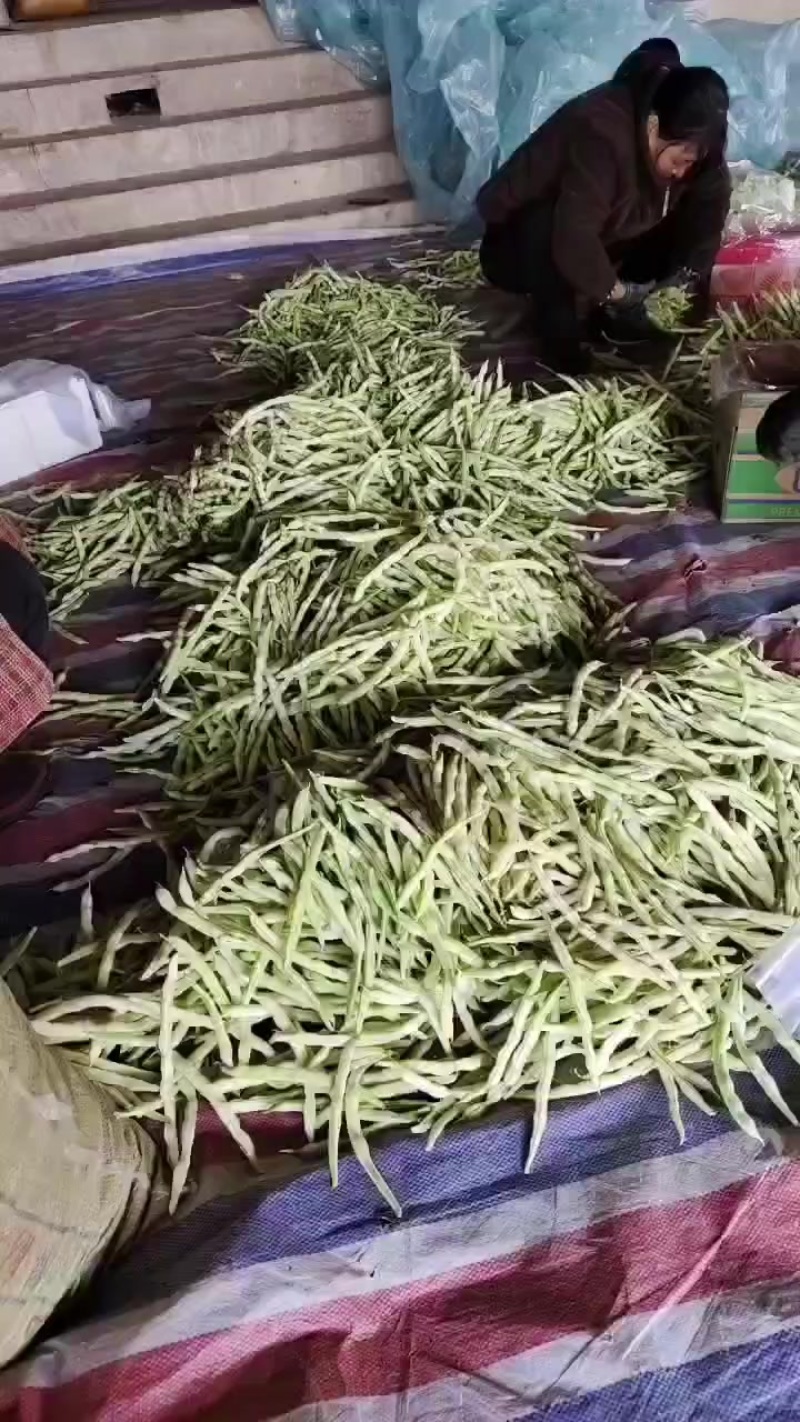 大量新品芸豆上市细长型欢迎各位老板前来选购