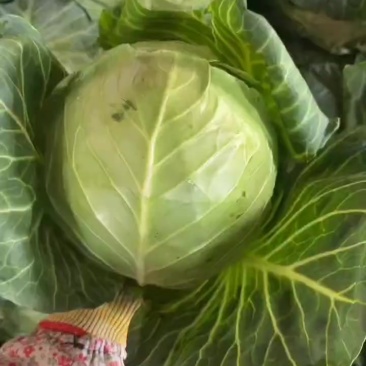 2-4工厂食堂货，大量有货，价格不高，用的联系