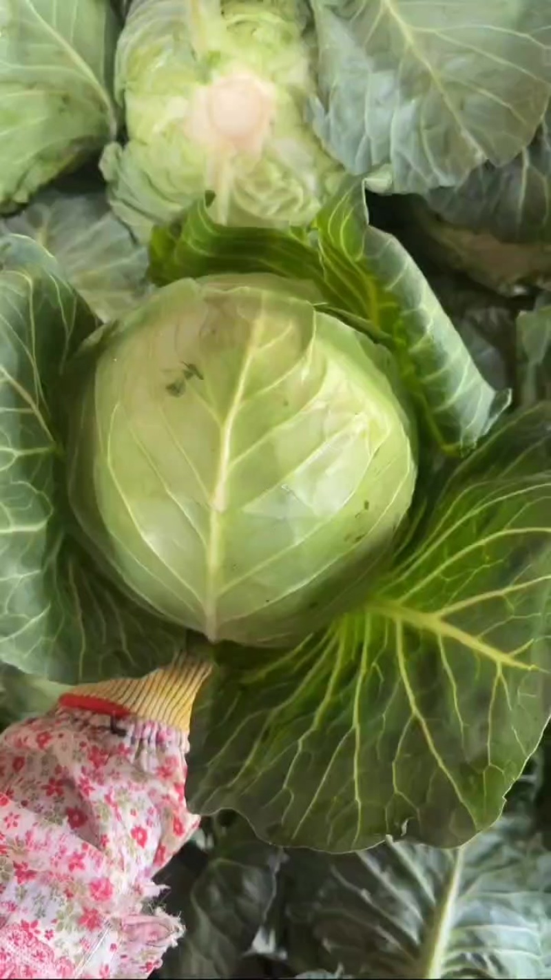 2-4工厂食堂货，大量有货，价格不高，用的联系
