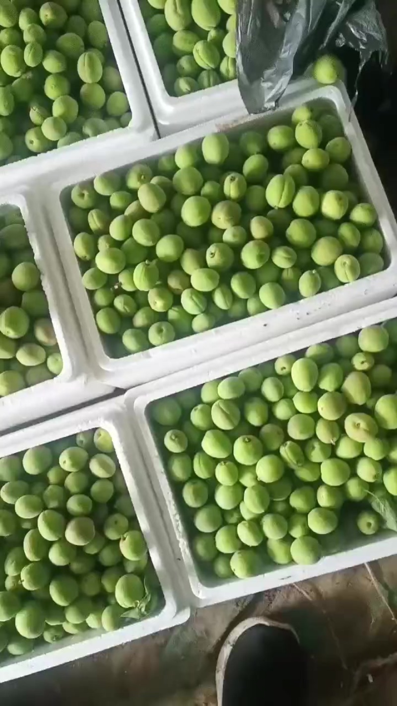 青杏
