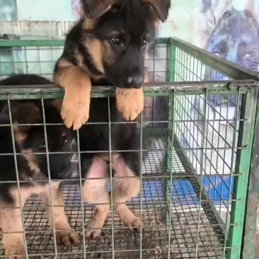 德国牧羊犬，看家护院放牧牛羊的好帮手