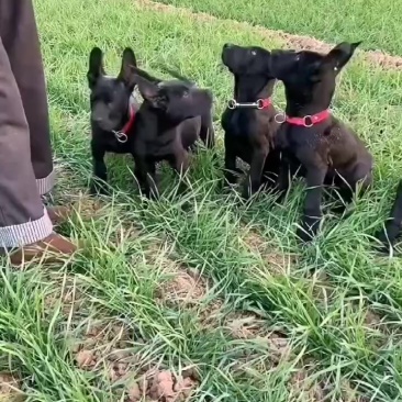 黑狼犬，全身乌黑镇宅辟邪，招财进宝