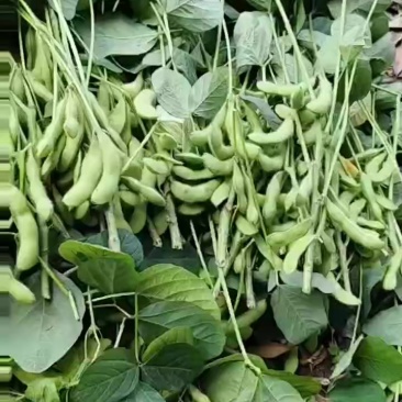 奎鲜五号（大毛豆）易剥米粒大.豆衣好