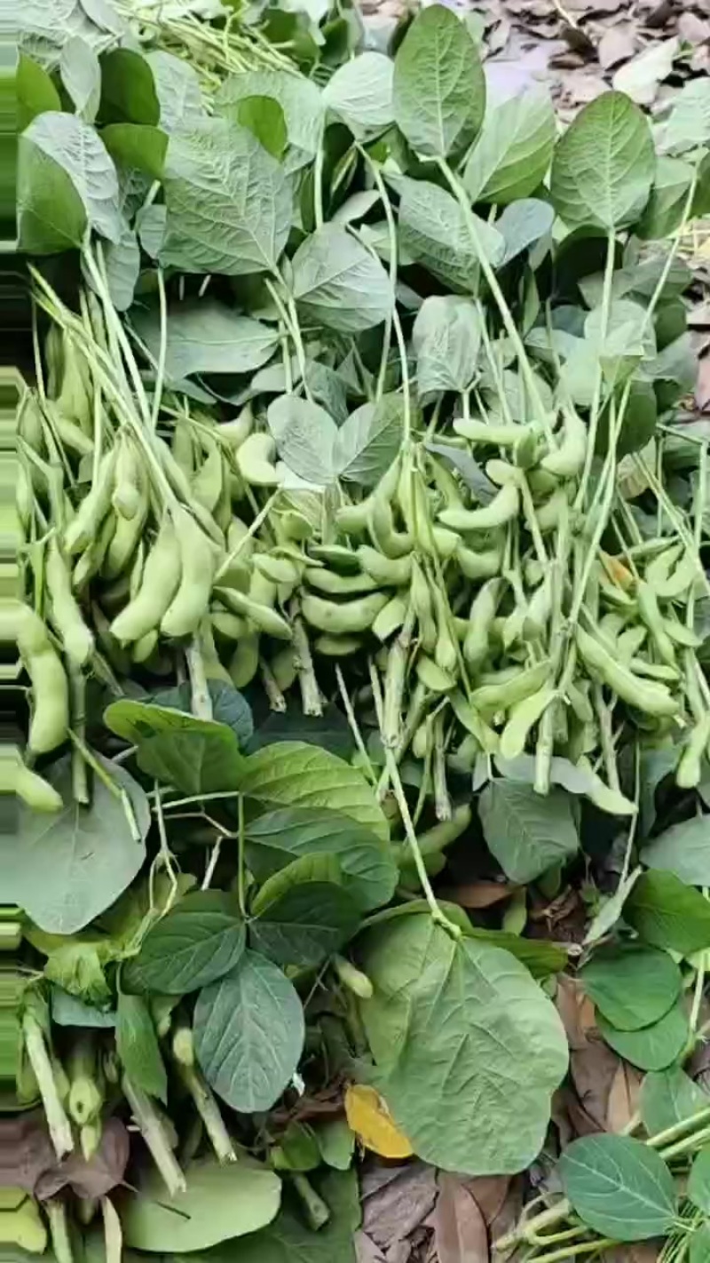 奎鲜五号（大毛豆）易剥米粒大.豆衣好