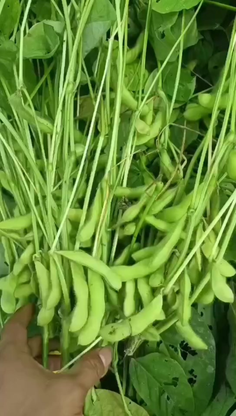 奎鲜五号（大毛豆）易剥米粒大.豆衣好