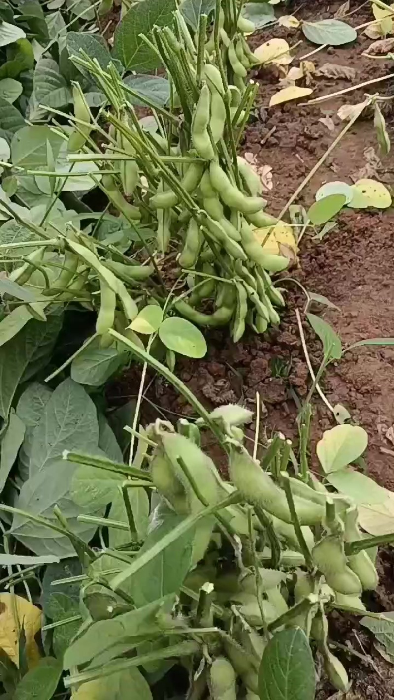 奎鲜五号（大毛豆）易剥米粒大.豆衣好