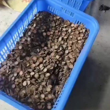 化橘红压片产地直发源头好货，批发！