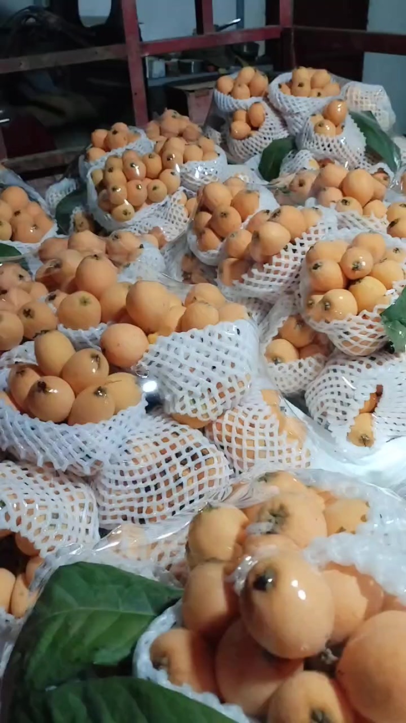 德宏陇川枇杷