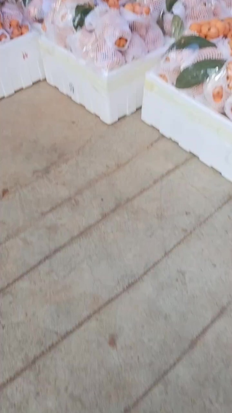 德宏陇川枇杷