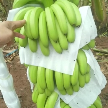 香蕉
