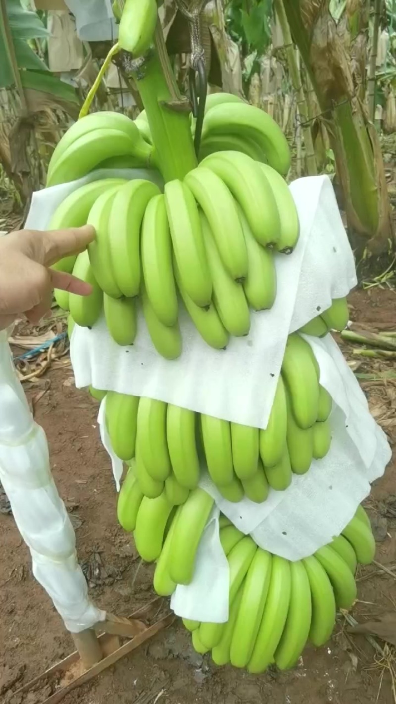 香蕉
