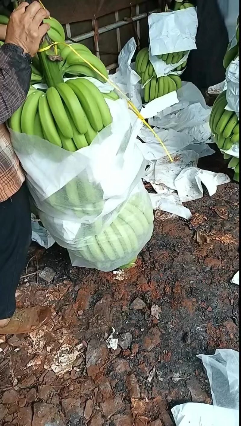 香蕉