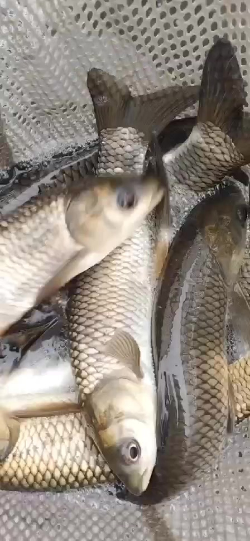 鱼场直供，成品草鱼